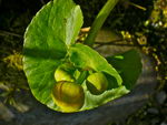خرغوس